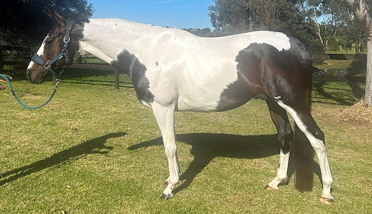 Get your horse whiter than white