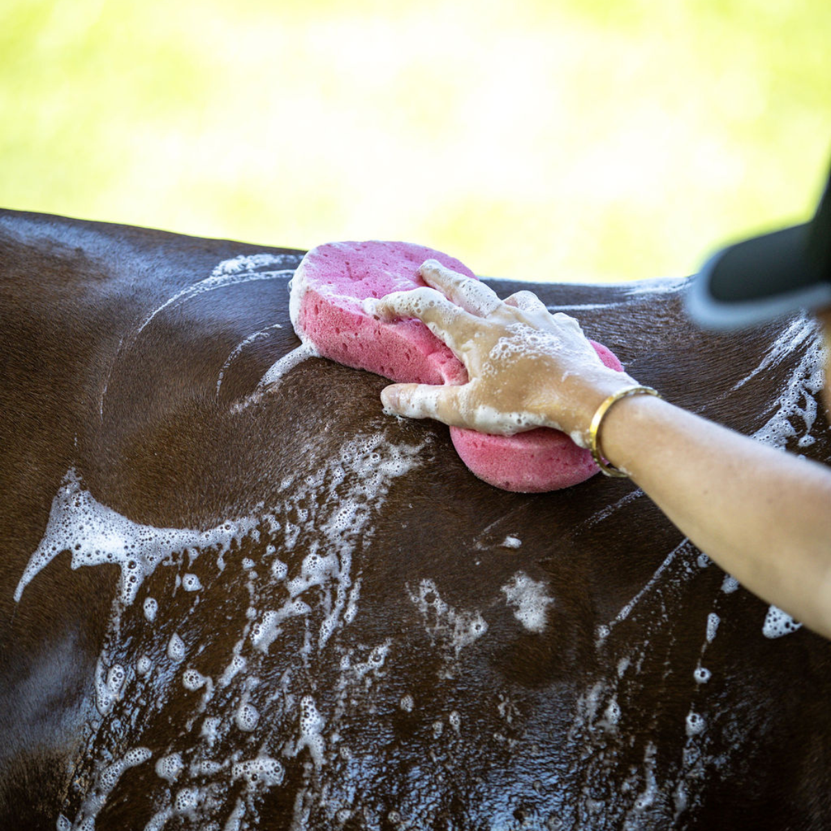 Compressed Horse Sponge