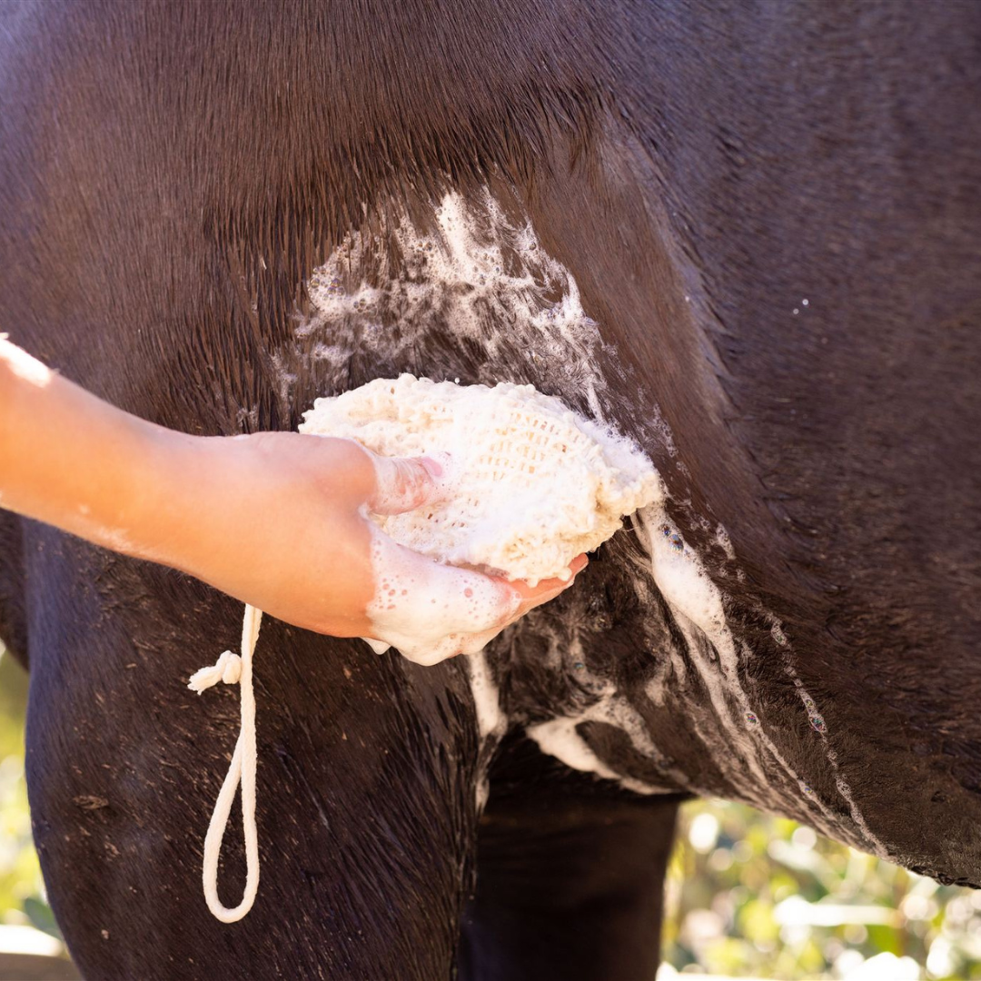 Kakadu Plum Shampoo Bar