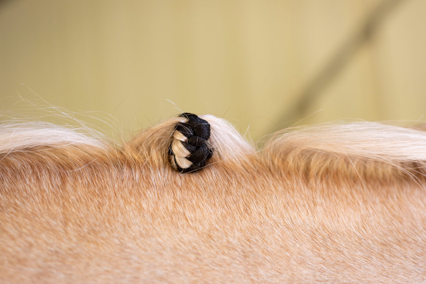 Hairy Pony Fake It Horse Mane Hair Extensions being used on a palomino mane, to show how they thicken a plait. The hair has been plaited with contrasting black synthetic hair to show which is fake hair and which is real hair.