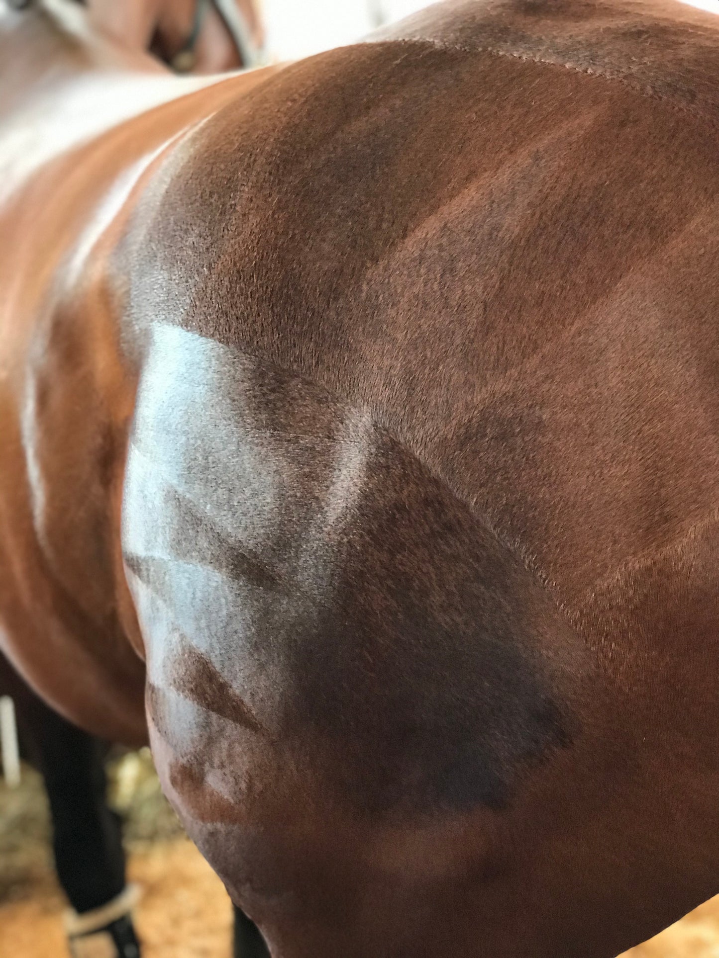 Horse Quarter Mark Kit
