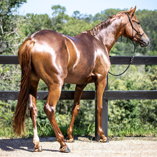 Essential Oil Coat Conditioner