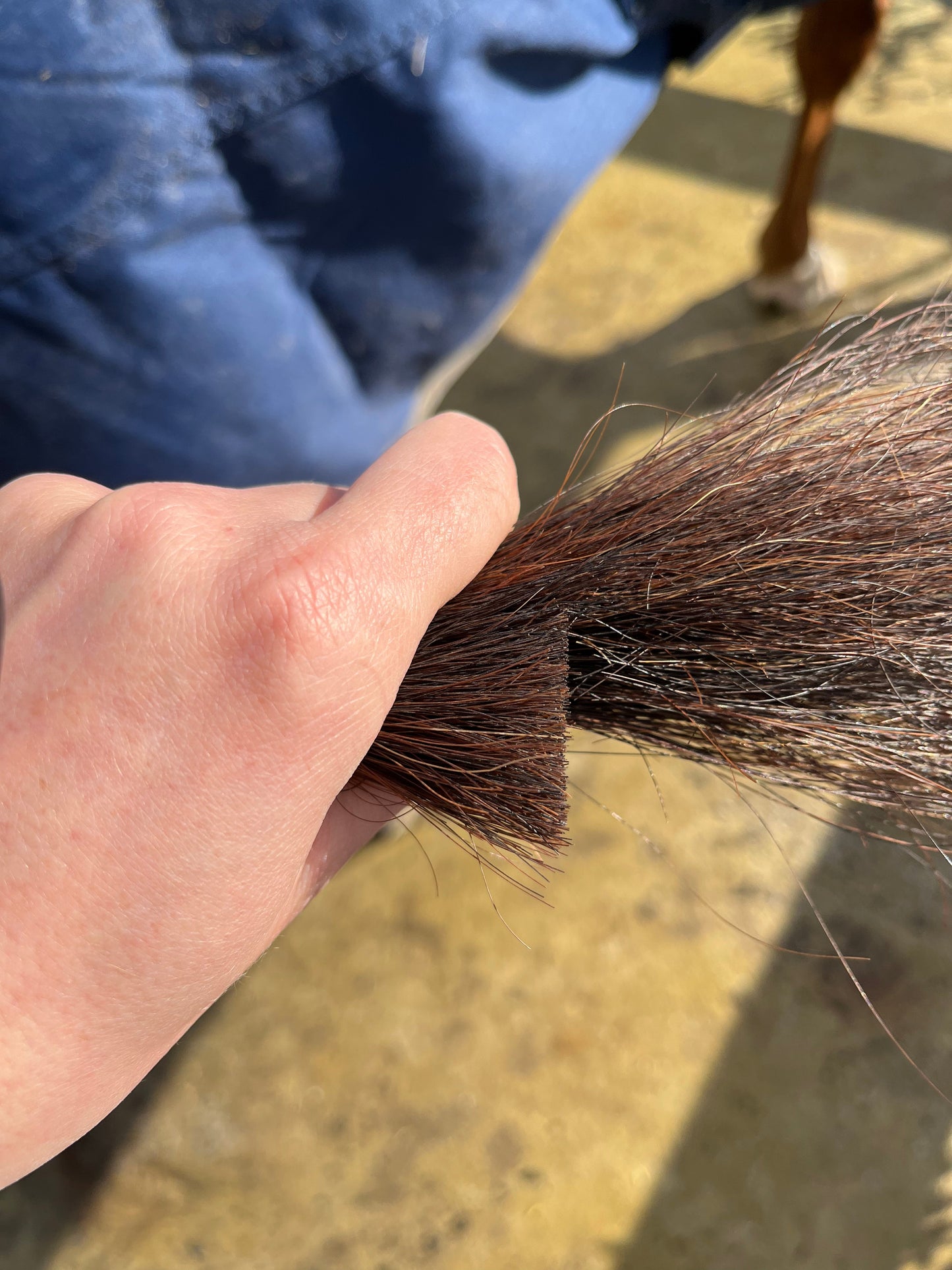 Scratch and Dent Tail Trimming Scissors