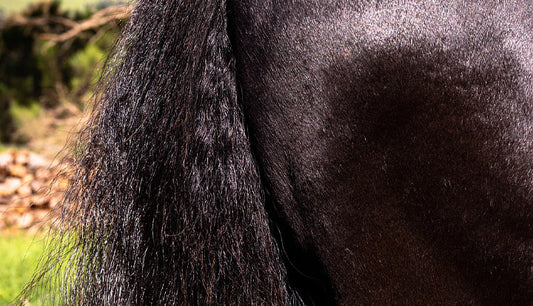 How to grow your horses mane and tail