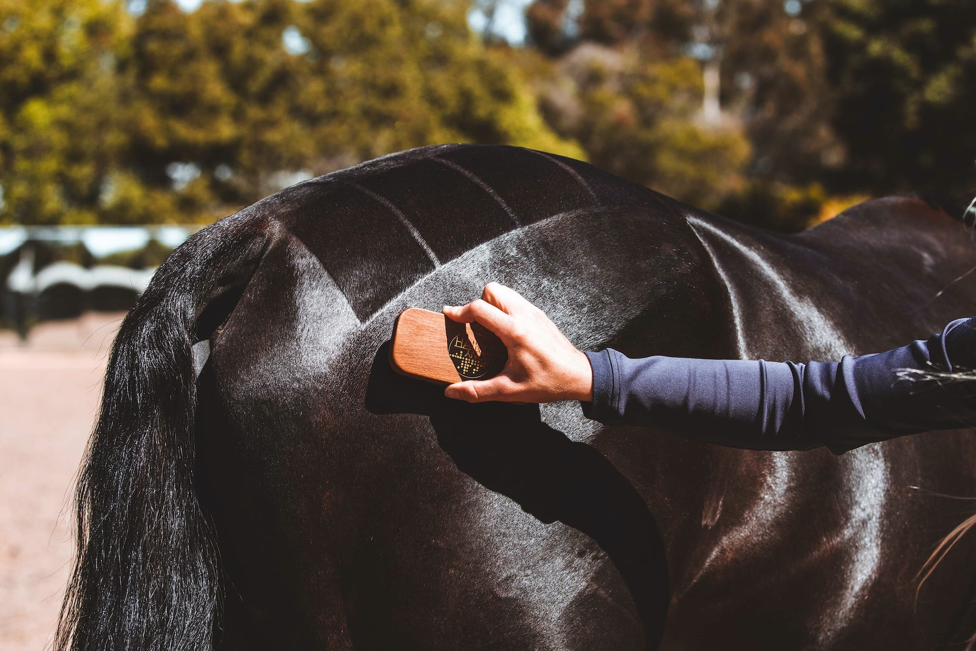 Quarter Marks Hairy Pony