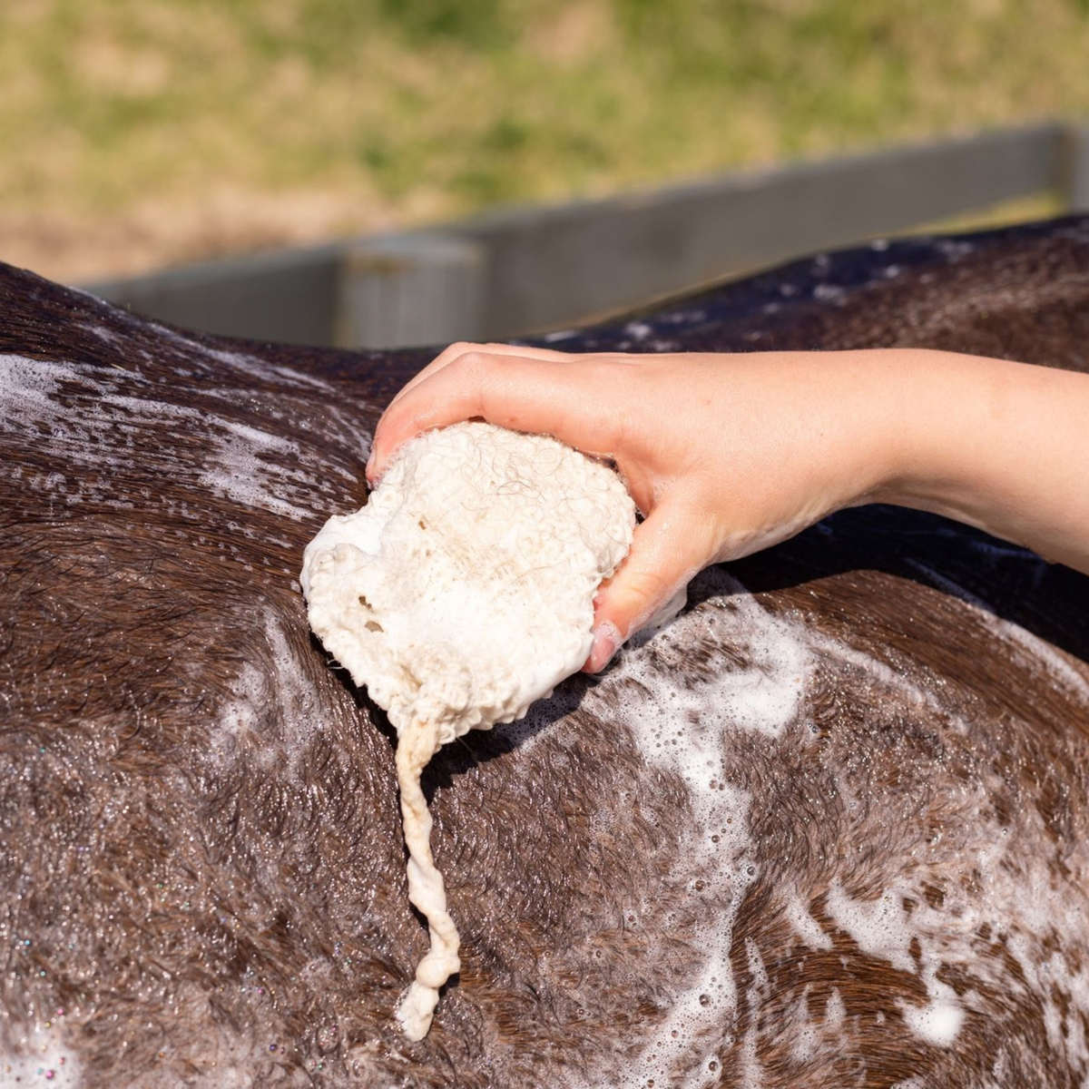 Eco-Friendly Shampoo Bar