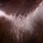 Natural Horse Shampoo - Kakadu Plum