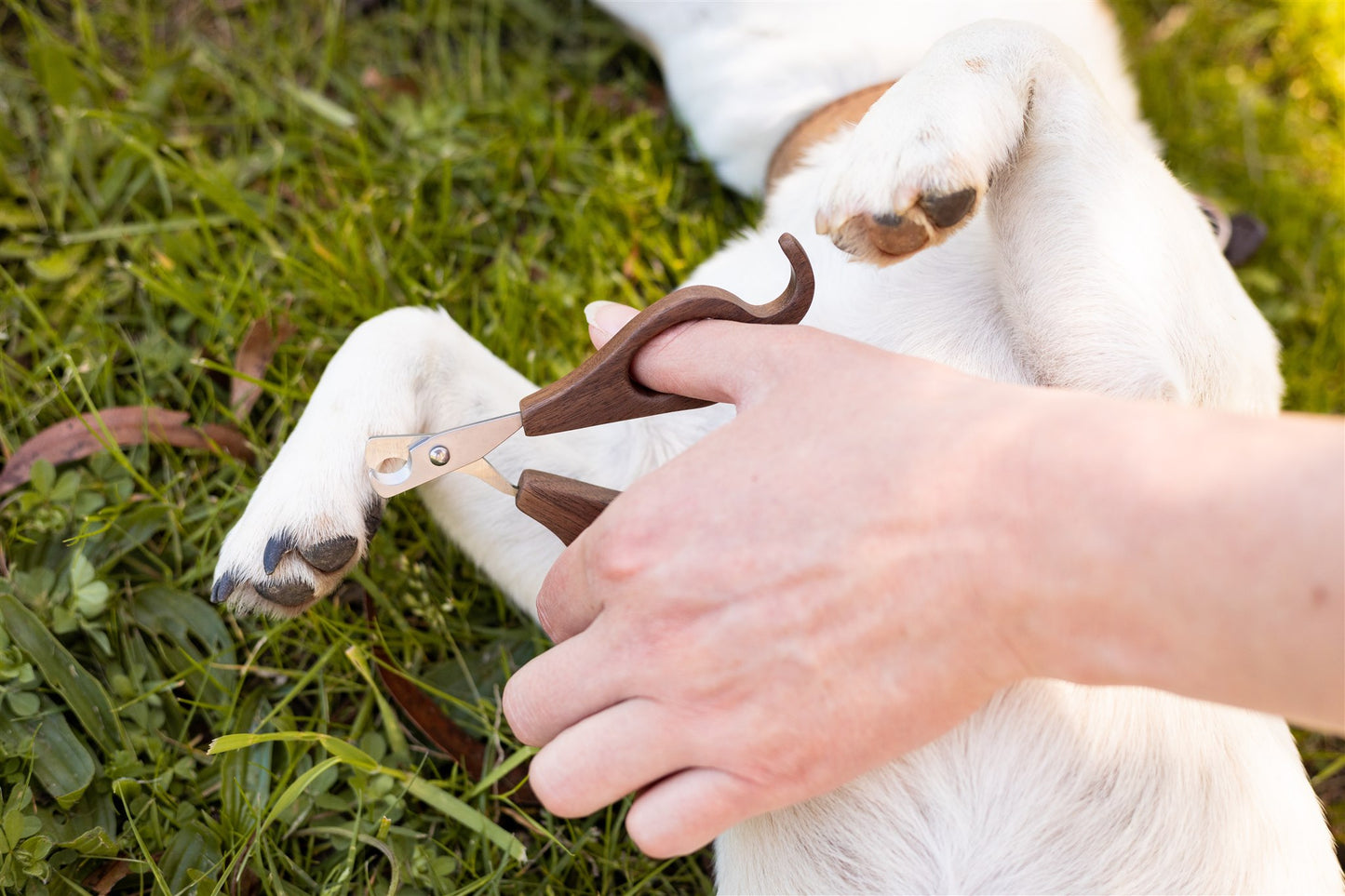 Being used on a dog