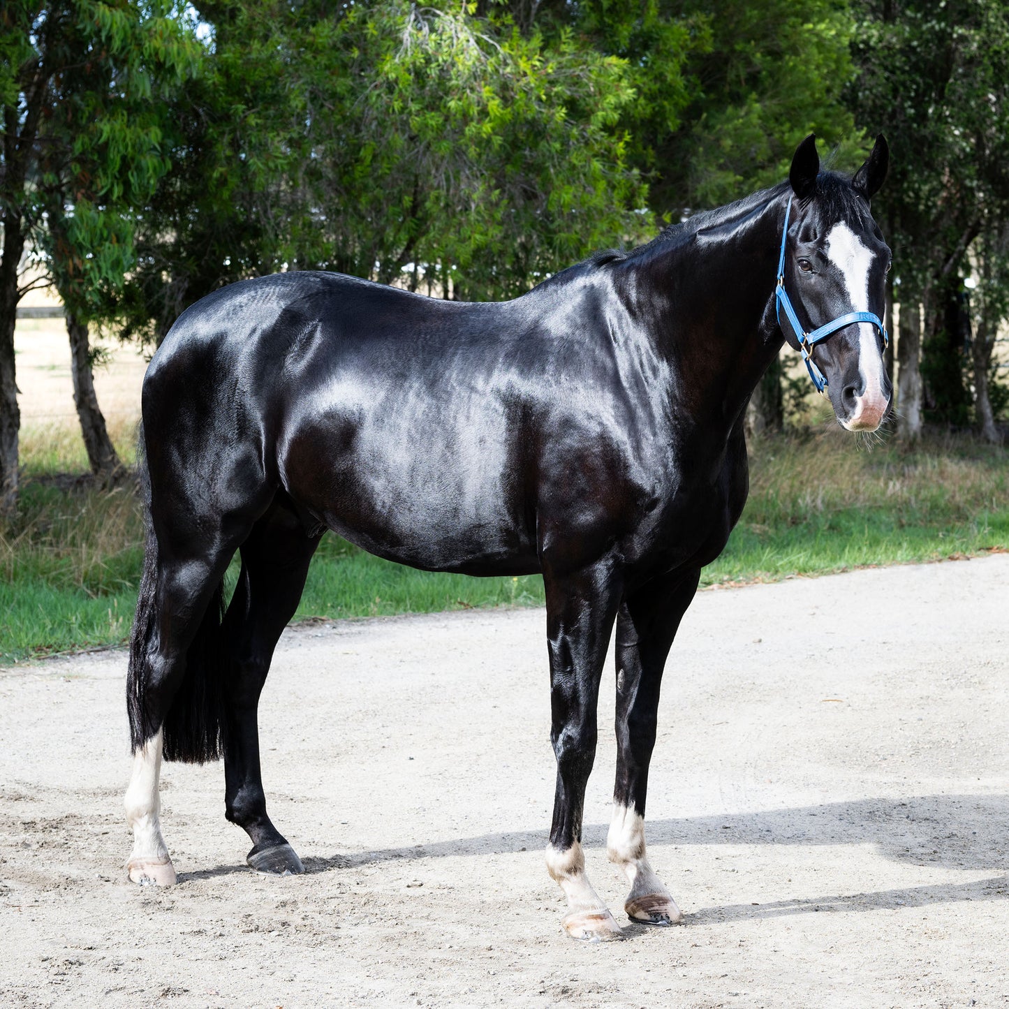 Essential Oil Coat Conditioner