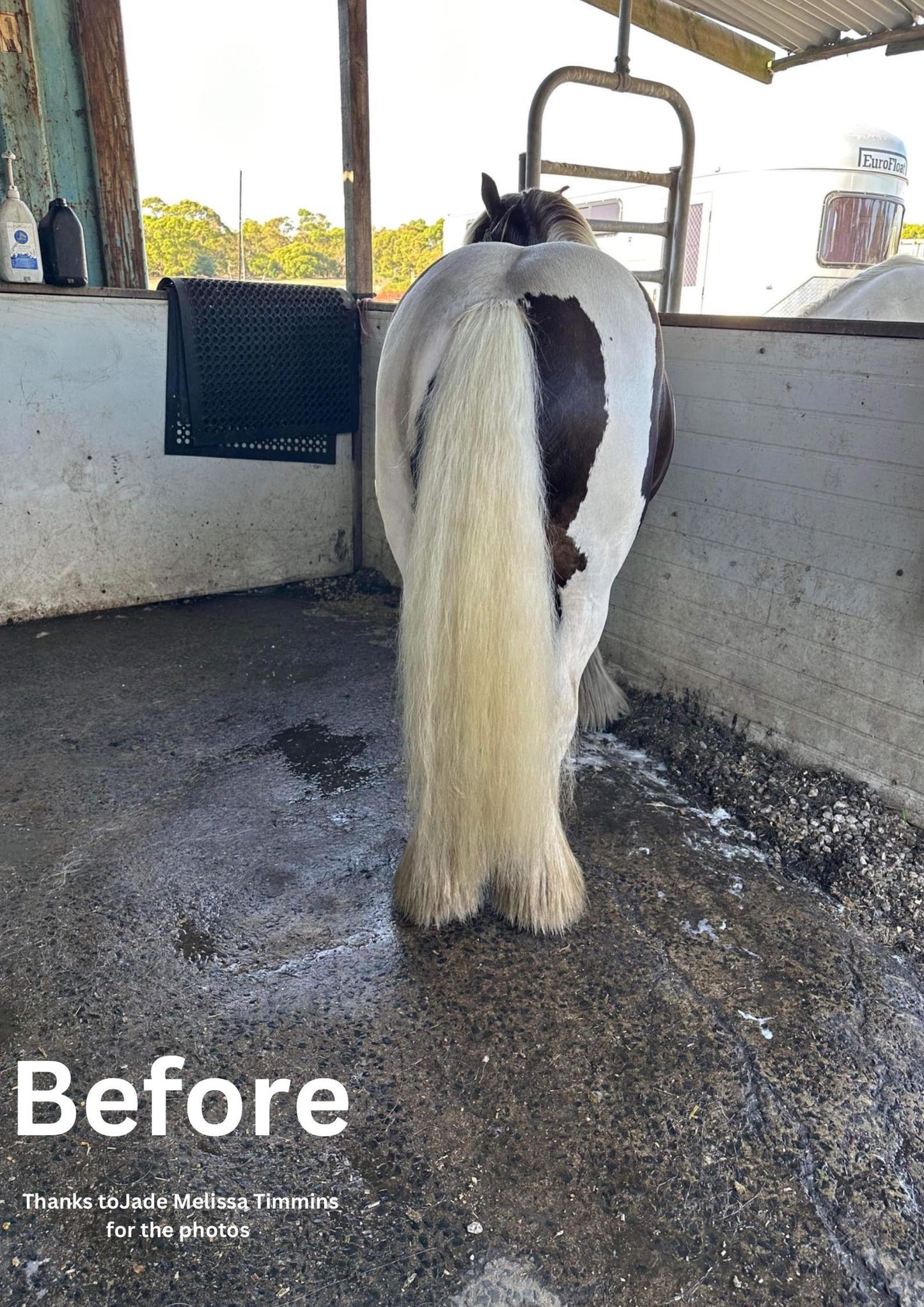 Horse Purple Hair Repair Treatment