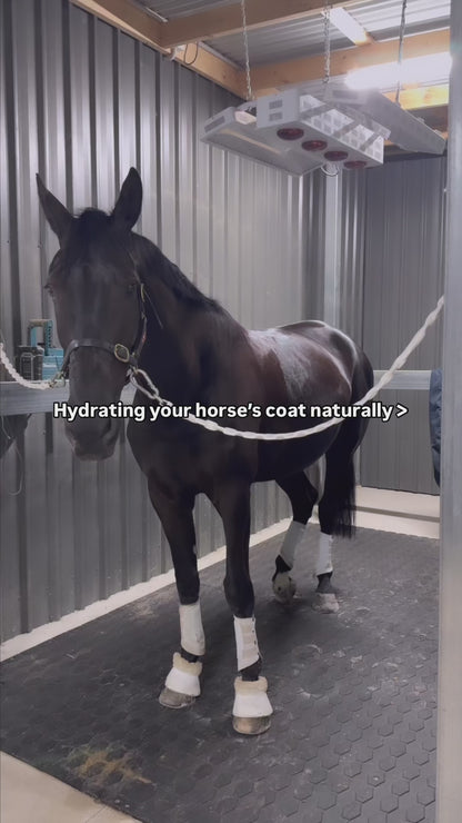 Essential Oil Coat Conditioner - Australian Summer