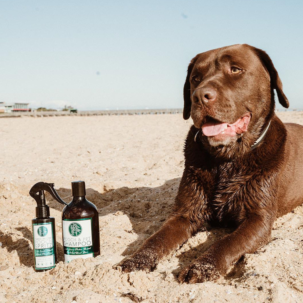 A picture of the Hairy Pooch 3-In-1 Spritz Deodorising Dog Spray bottle and Hairy Pooch and Pet Shampoo Bottle on a beach next to a brown coloured dog on the beach.