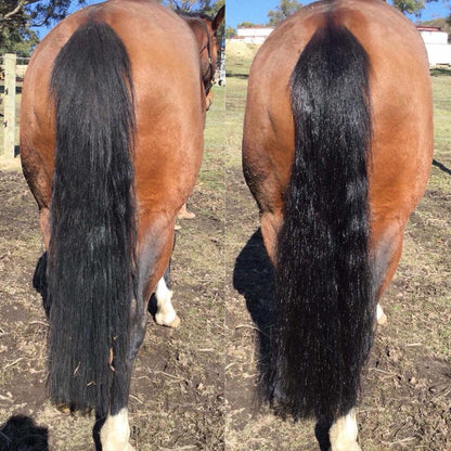 A collage image showing a side by side comparison of a horse's tail before and after using the 2 In 1 Detangle & Shine Spray. The horse's tail looks knotted and dull in the first image, and silky and shiny in the second.