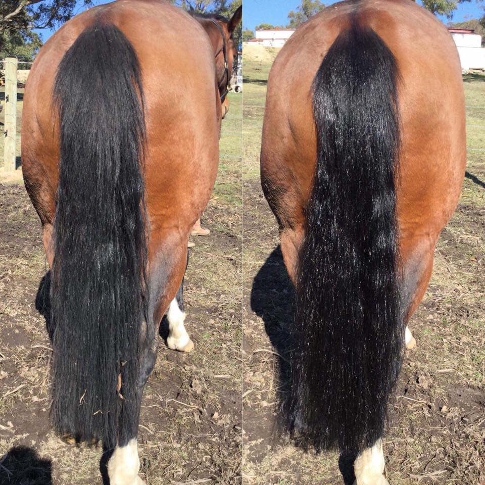 A collage image showing a side by side comparison of a horse's tail before and after using the 2 In 1 Detangle & Shine Horse Detangler Spray. The horse's tail looks knotted and dull in the first image, and silky and shiny in the second.
