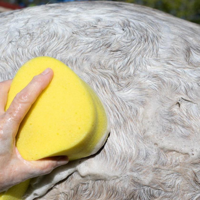 The shampoo being used on a horse's coat