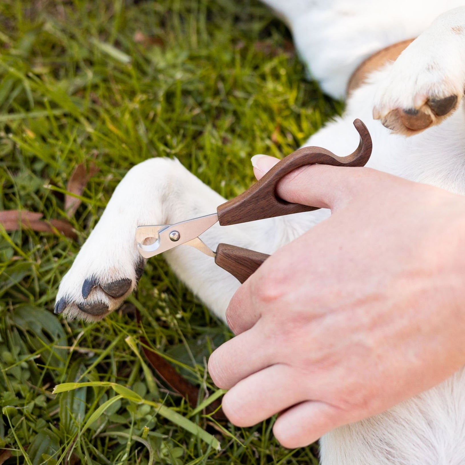 Hairy Pooch Nail Clippers