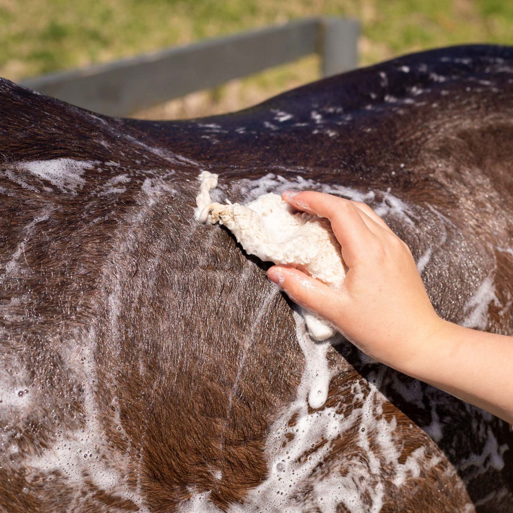 Hairy Pony Eco Friendly Horse Shampoo Bar