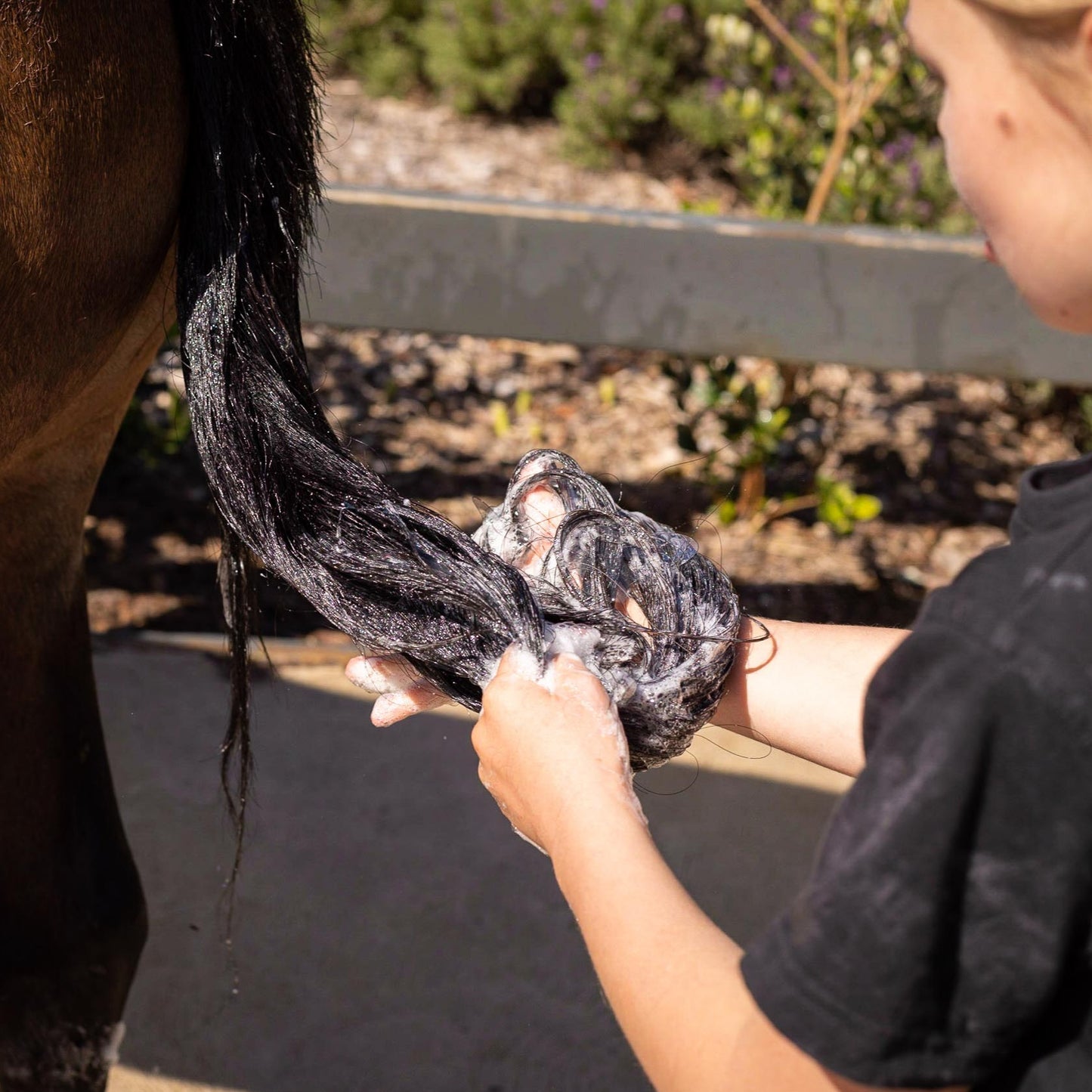 The shampoo being used on a horse's tail