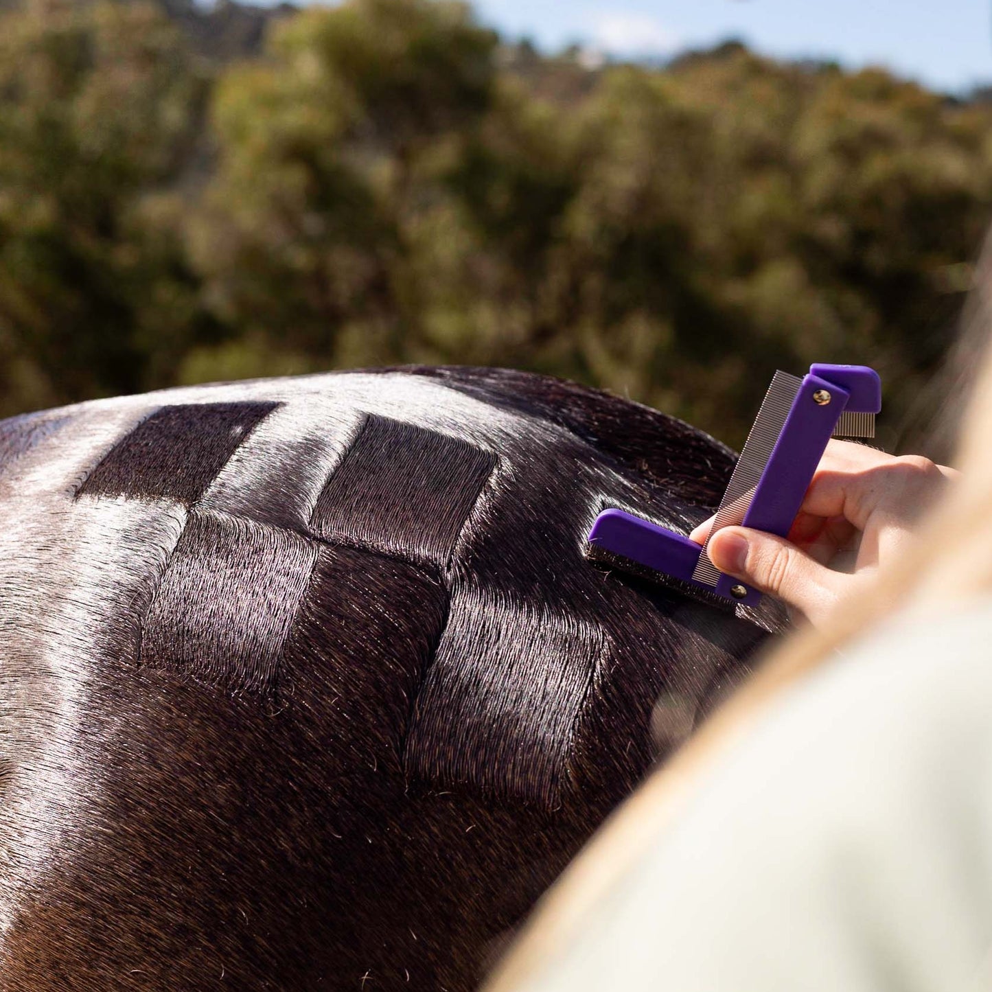 Horse Quarter Mark Comb being used on a horse's rump