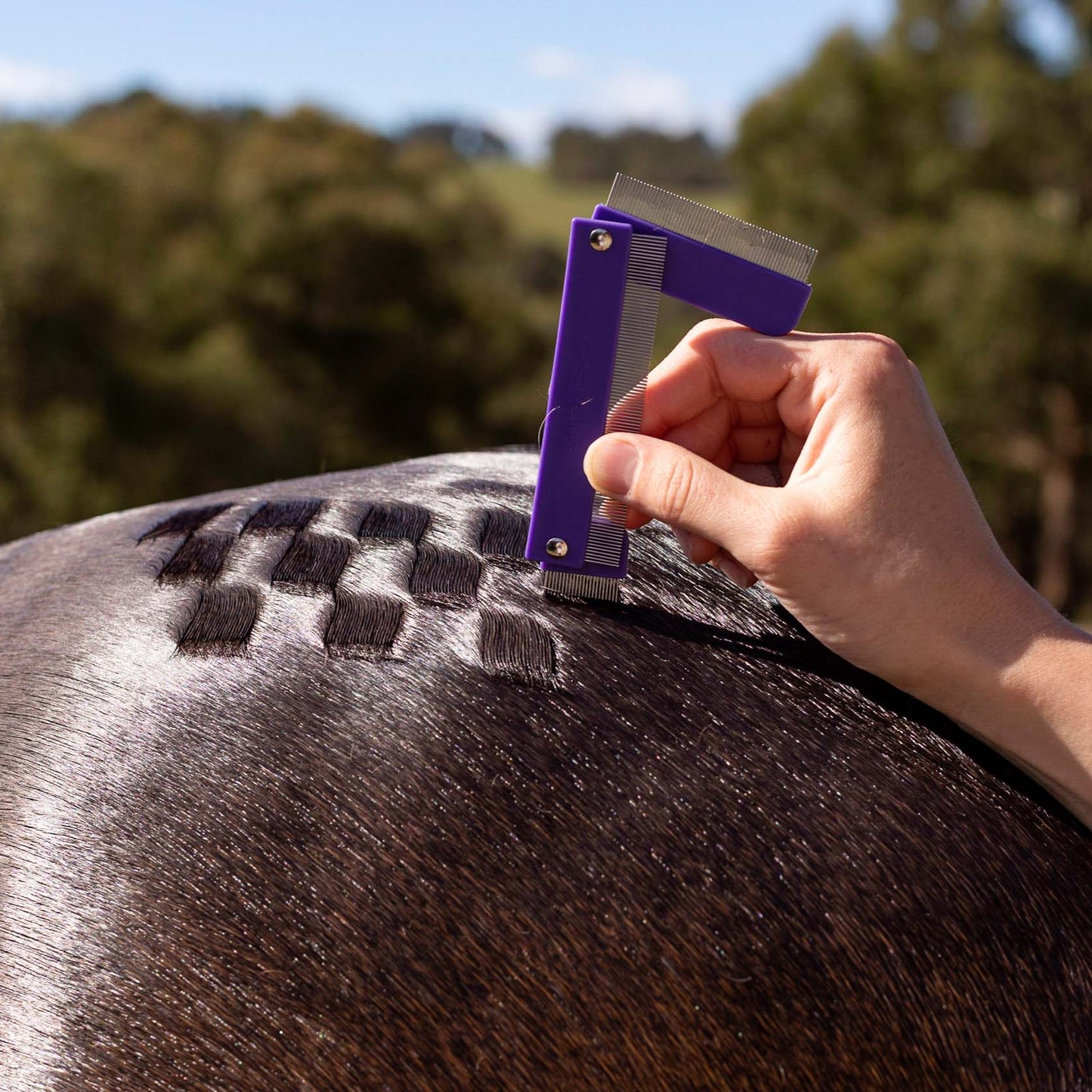 Horse Quarter Mark Comb being used on a horse's rump