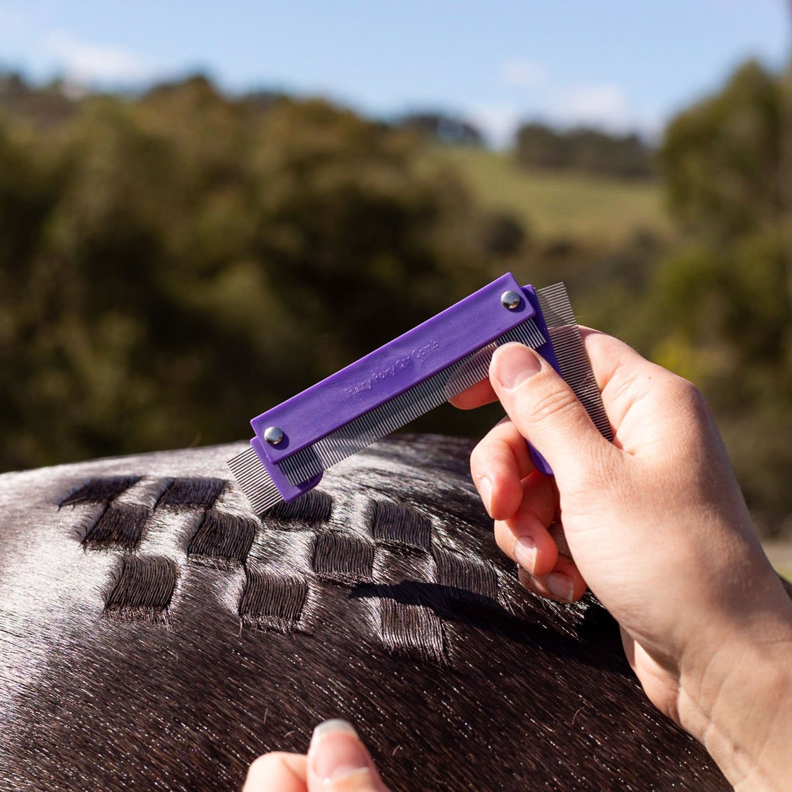 Horse Quarter Mark Comb being used on a horse's rump