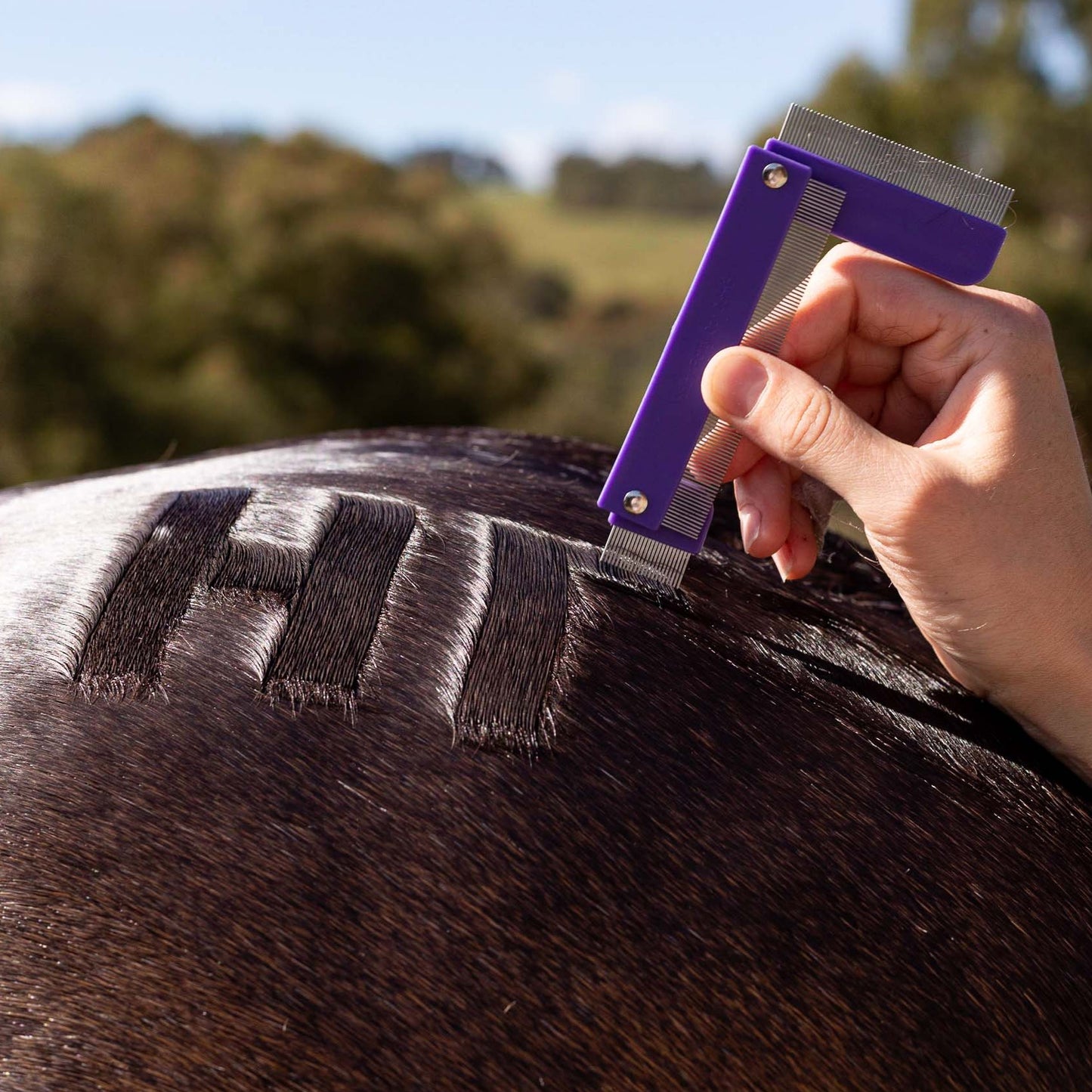 Horse Quarter Mark Comb being used on a horse's rump