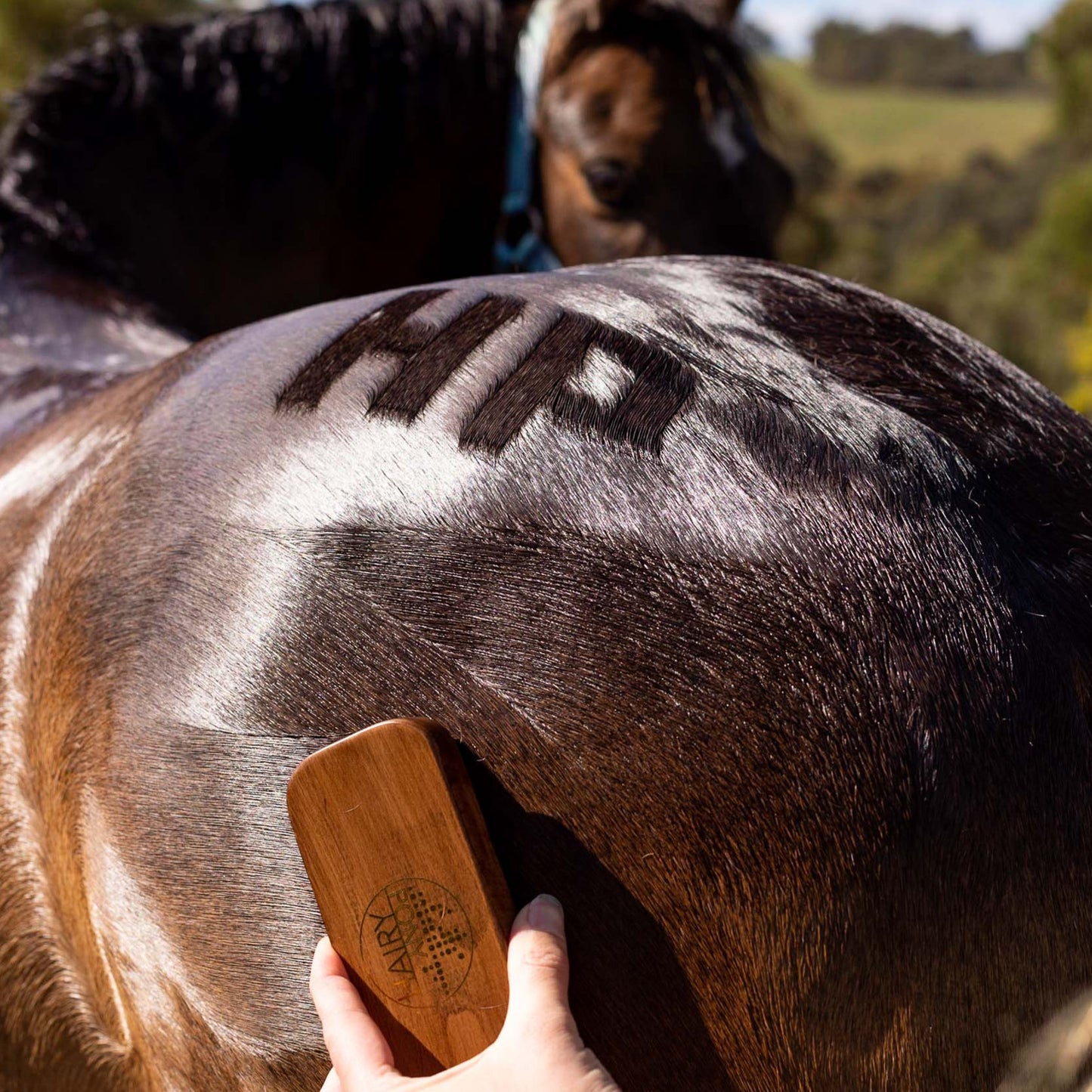 The letters "HP" in a pattern on a horse rump