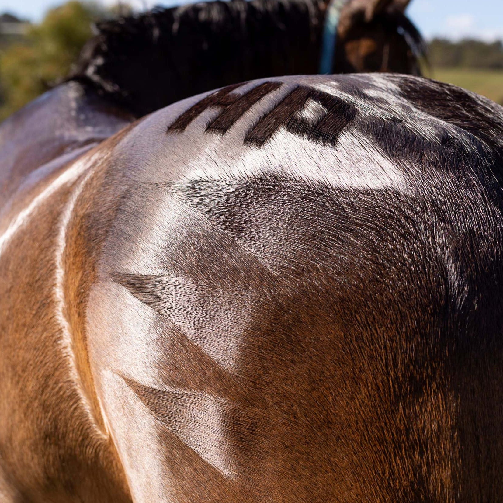 The letters "HP" in a pattern on a horse rump