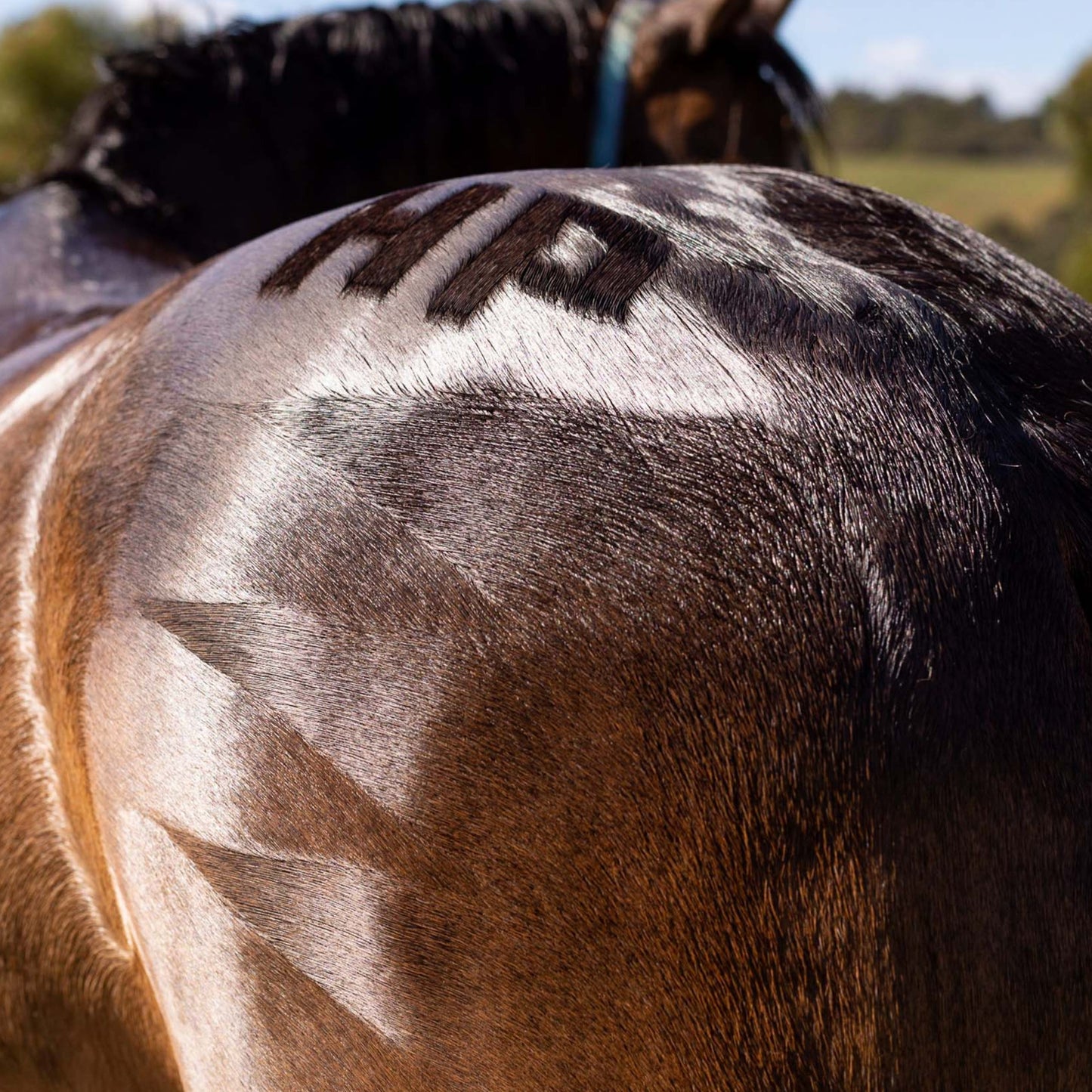 Quarter Marks created with the Horse Quarter Mark Kit
