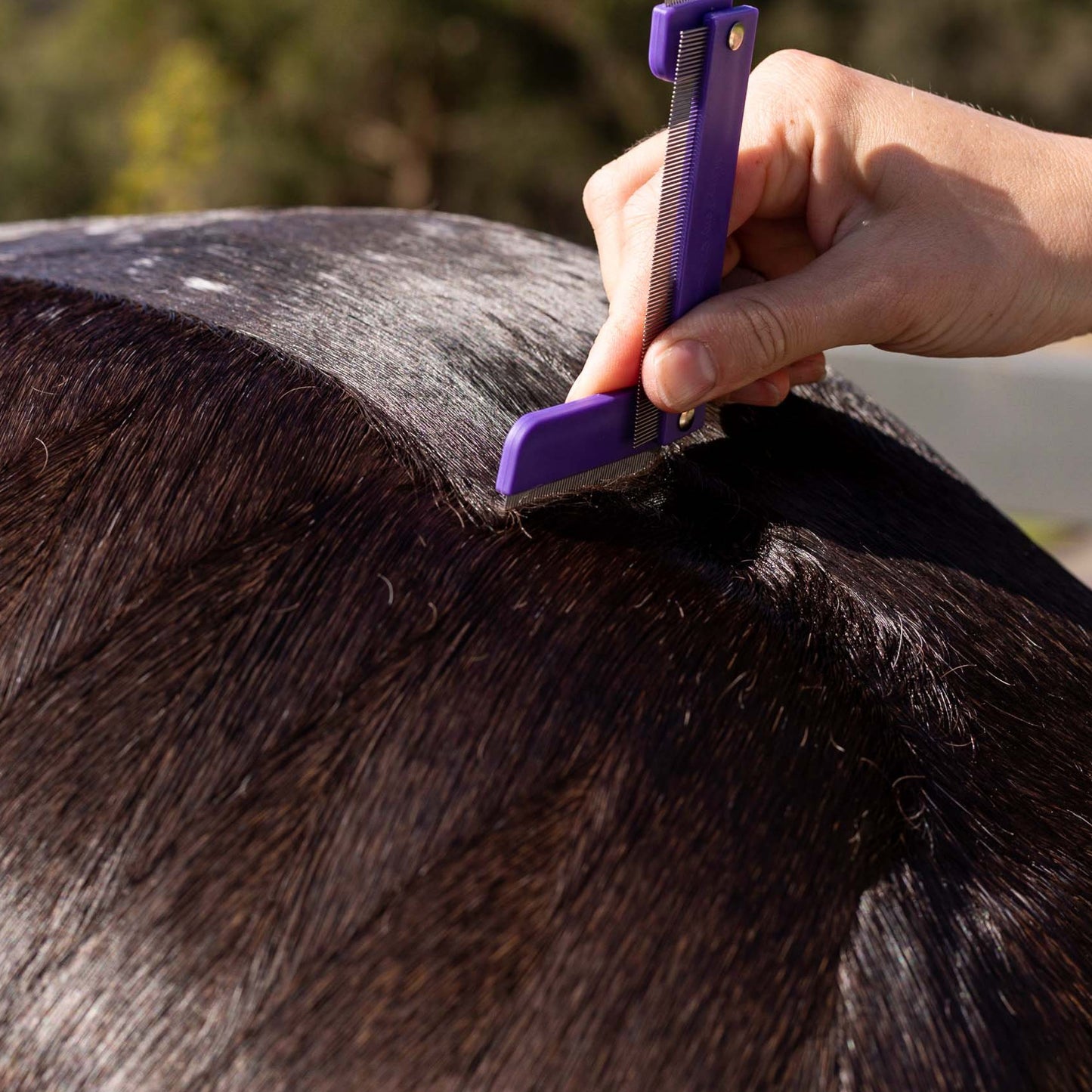 Hairy Pony Quarter Mark Comb being used on a horse