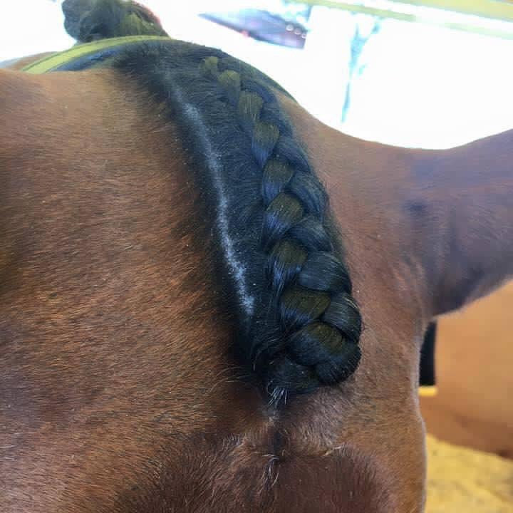 A plaited forelock using the fastening scissors.