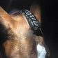 A forelock braided and finished with the fastening scissors