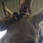 The Forelock Fastening Scissors being used on a horse