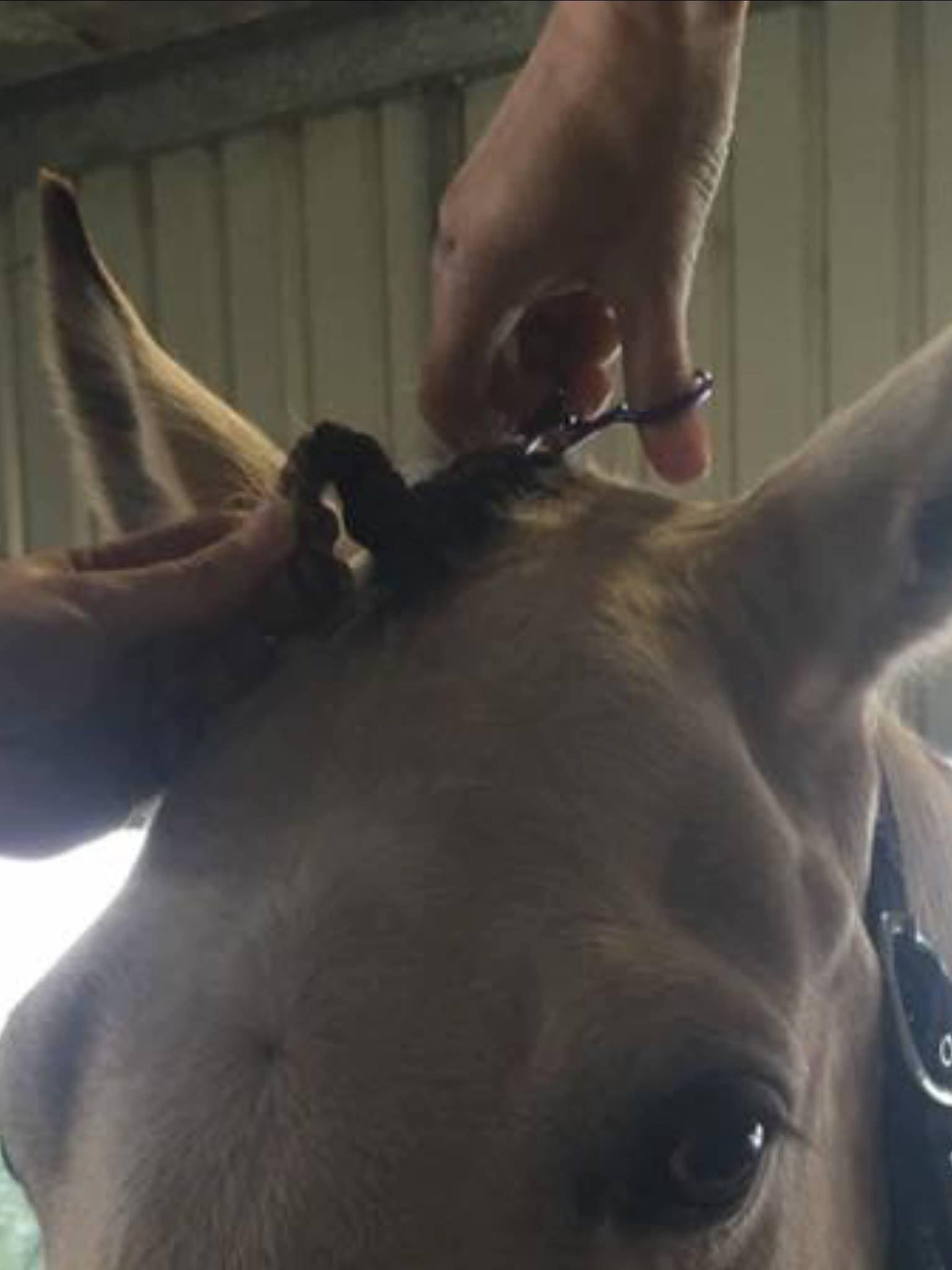 The Forelock Fastening Scissors being used on a horse