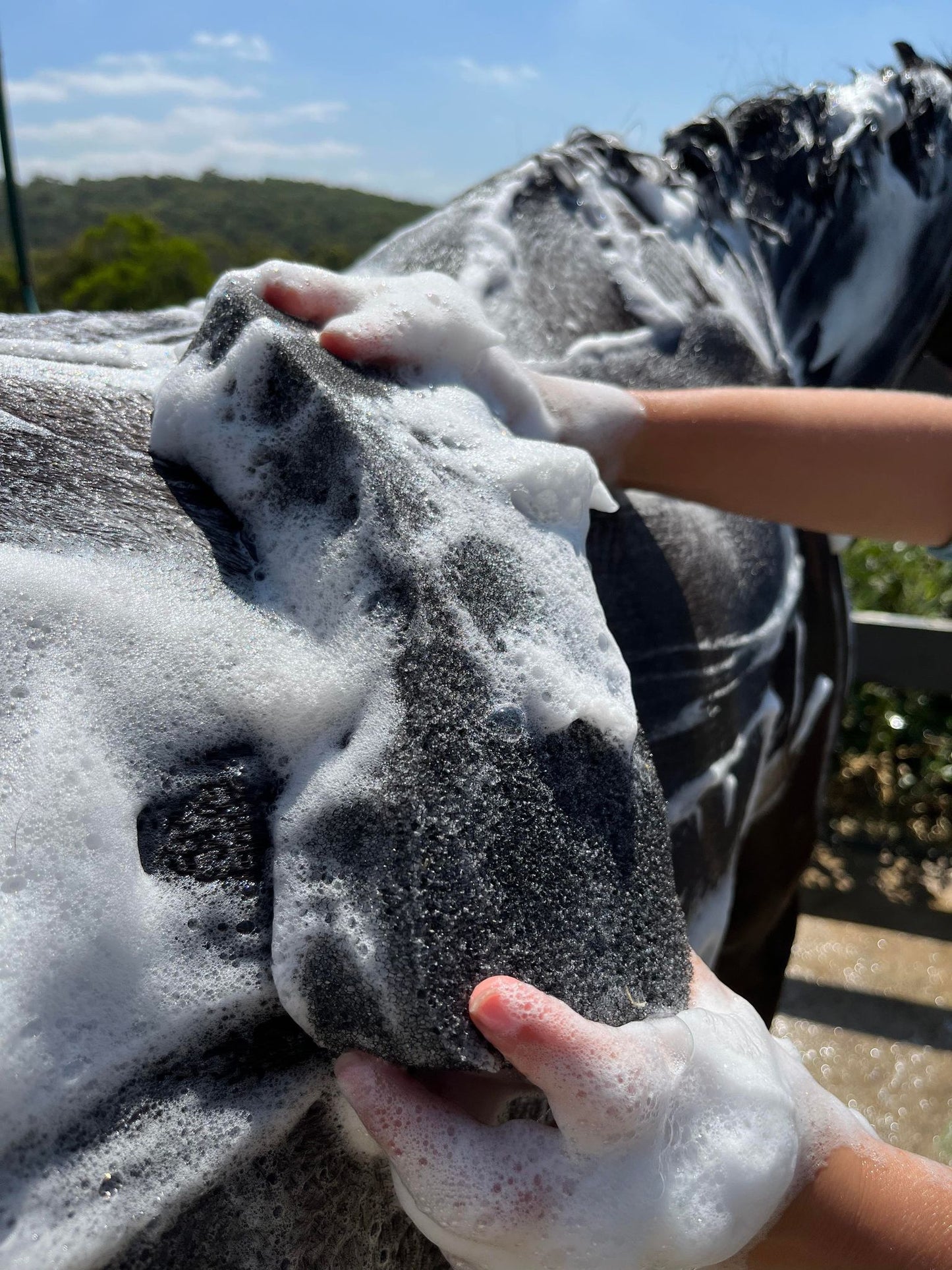 A photo of the Hairy Pony Compressed Scrubbing Horse Sponge after expanding with water. A black, coarse sponge being used to spread shampoo on a horse's coat.